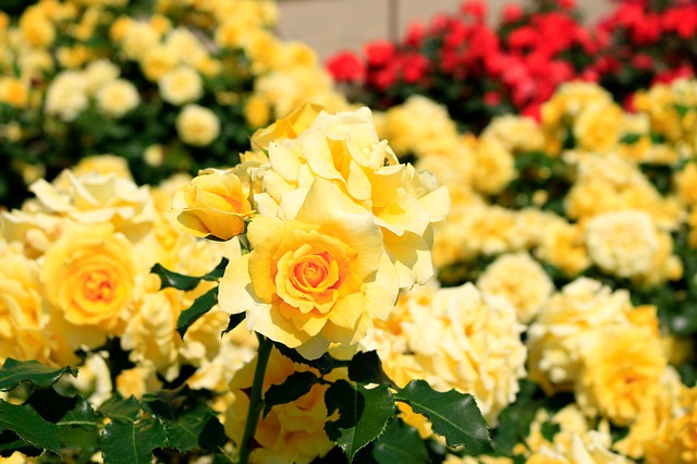 žluté růže